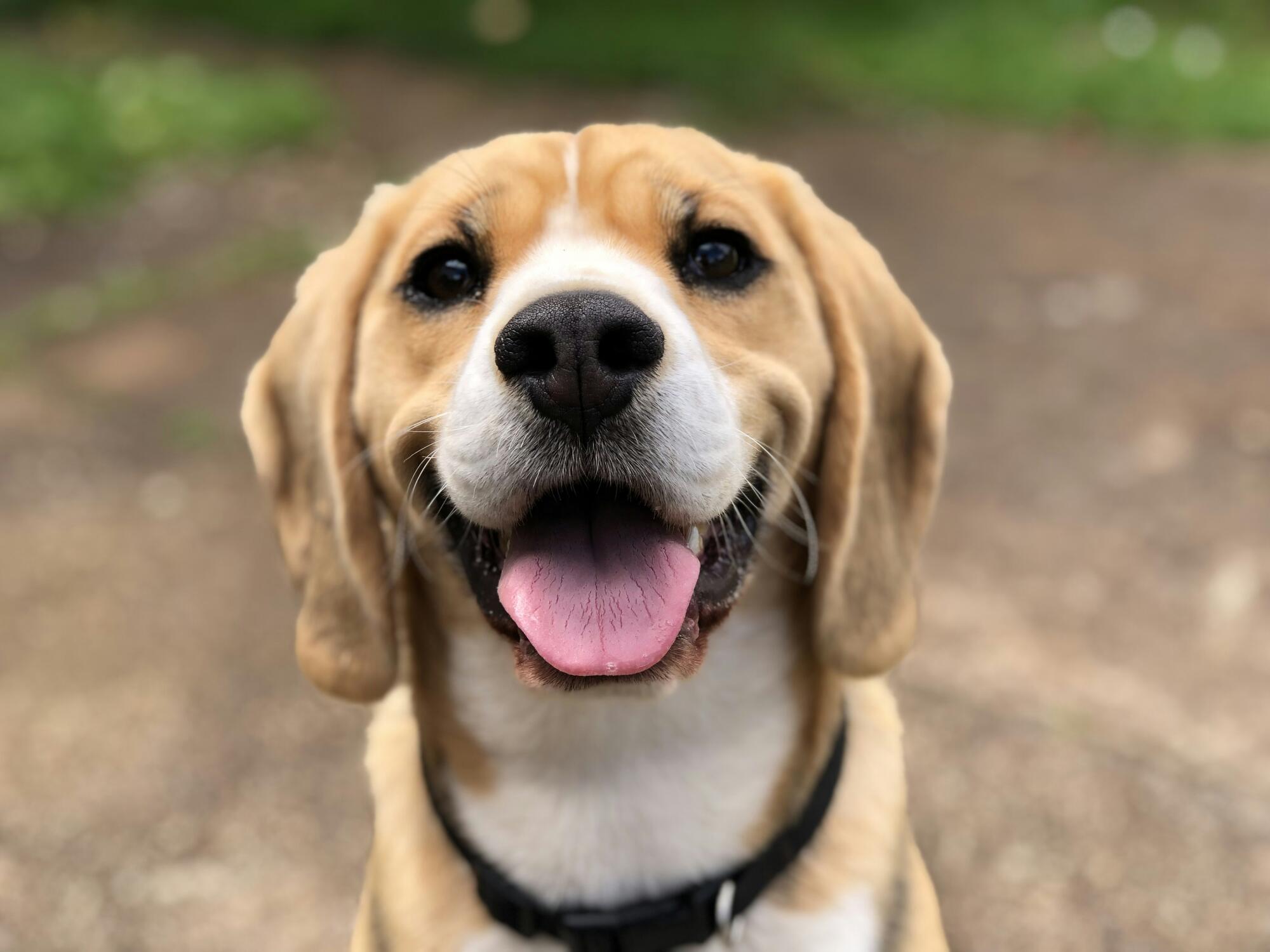 Difference Between Service, Emotional Support Animals and Pets: A Guide for Baltimore Landlords